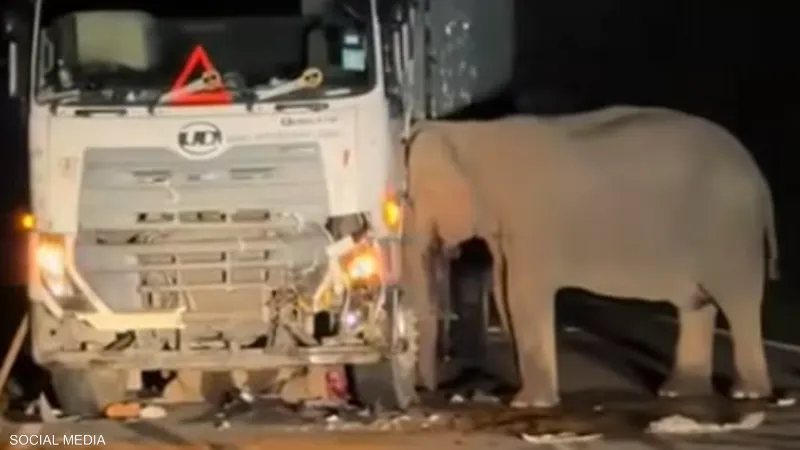أنثى فيل “تنتقم من شاحنة” دهست صغيرها وقتلته