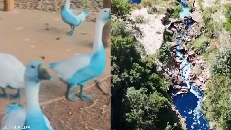 نفوق أسماك وحيوانات تصبح زرقاء اللون في بحيرة بالبرازيل