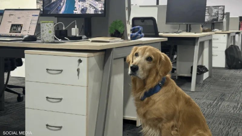 دنفر “رئيس السعادة”.. كلب يُبهج القلوب في شركة هندية