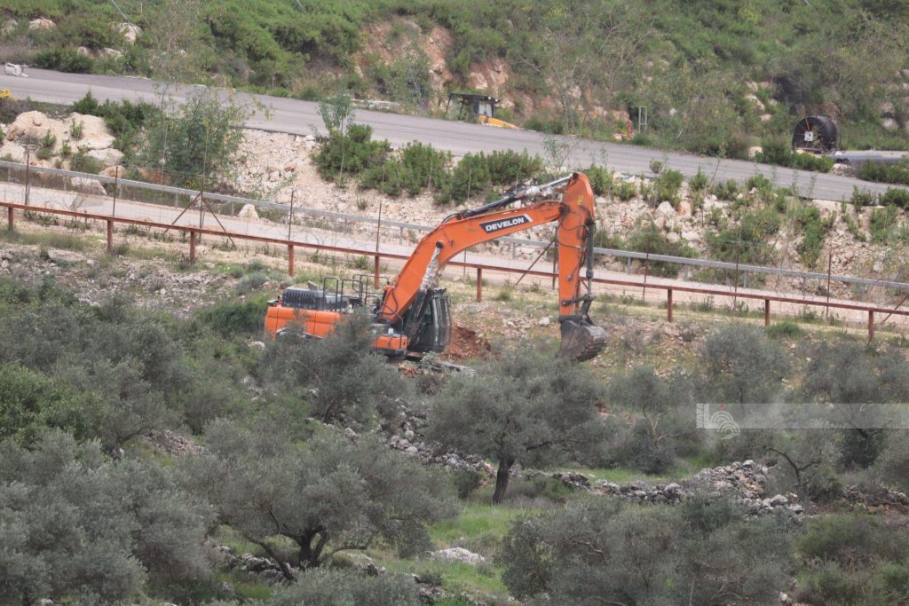 مستعمرون يقتلعون أشجار زيتون في ترمسعيا