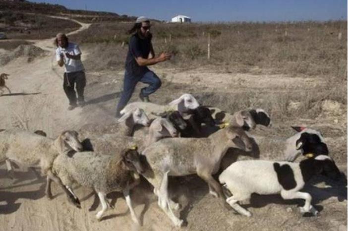مستوطنون يهاجمون رعاة أغنام قرب بيت عنان ويحاولون سرقة أغنامهم شمال غرب القدس