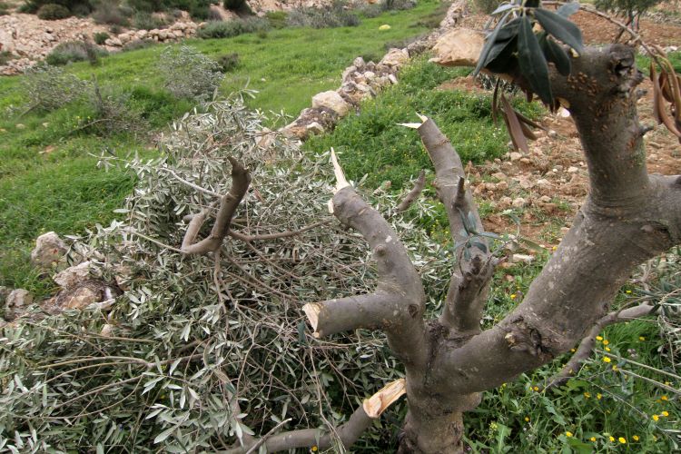 تجريف أراضٍ واقتلاع أشجار زيتون شمال ديراستيا شمال غرب سلفيت