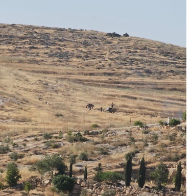 بحماية شرطة الاحتلال.. المستوطنون يسرقون محاصيل المواطنين الزراعية جنوب الخليل