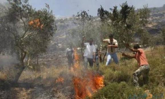 الاحتلال يتسبب في حرائق بمناطق رعوية في الأغوار الشمالية